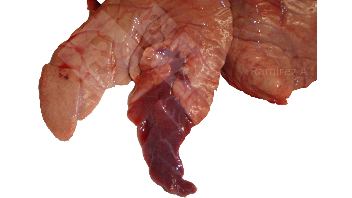 <p>Figura 1. Imagen que muestra&nbsp;la consolidaci&oacute;n craneoventral cl&aacute;sica asociada a<em>&nbsp;Mycoplasma hyopneumoniae</em>&nbsp;(no&nbsp;diagn&oacute;stica) y&nbsp;muchas otras infecciones bacterianas, as&iacute; como algunas infecciones por el virus de la influenza A.</p>
